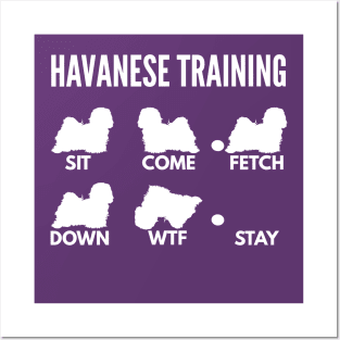 Havanese Training Havanese Dog Tricks Posters and Art